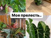 В полку прибыло🪴 еще