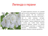 Герань легенда - какая верная?