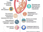 Как выглядят дети в 21 неделю(ШОК Контент!!!!) Не смотреть до 22 недель!!!