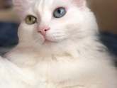 Котик