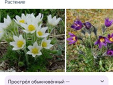Активный отдых с медведями