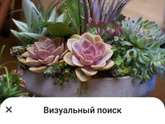 Орхидеи