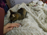 Мой охранник 🙂
