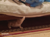 Котенок 😾)) Доброе утро,всех