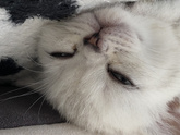 Котенок