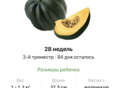 28 недель .