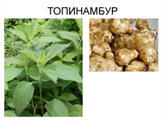 Садоводы, помогите!