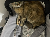 Что с кошкой?