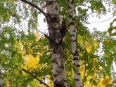 Красавица пушистая 😍🐿️