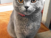 Кошатникам