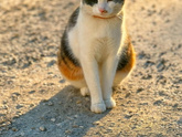 Кошка Машка
