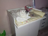 Гнездование?)