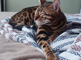 Бенгальские кошки🐆