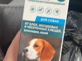 Тараканы