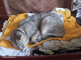 Коты)))