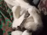 Мой псяк)