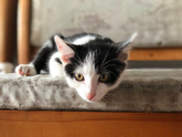Котёнок