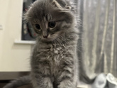 У кого две кошки?