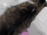 Пришла домой у кота
