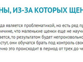 Щенок хаски очень часто писает - почему так может быть? 3 мес крохе