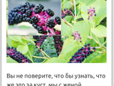 Ребёнок съел ядовитую ягоду