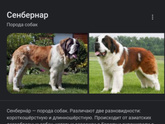 Сирша порода собаки?