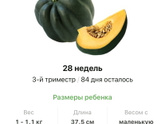28 недель