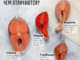 Что дороже семга или лосось должно быть?
