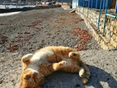 Коротко о погоде в