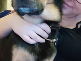 Собака из приюта. Первая неделя дома 🥰