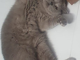 Отравление у кота