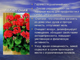 Герань легенда - какая верная?