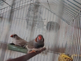 Любимые амадинки 🕊️