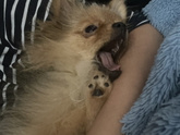 У кого шпиц