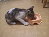 Котенок. Киев