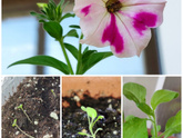 Захотела что то вырастить из зёрнышка🌱