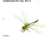 11 недель и приступы паники