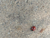 Божья коровка 🐞