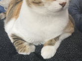 Кошка и беременность #2
