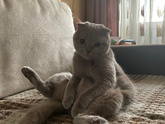 Домашние животные🥰