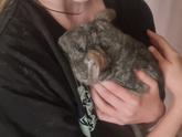 ОЧЕНЬ ЛЮБЛЮ КОООШЕК!!!!!