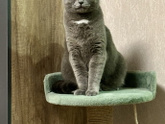 Кот и телевизор