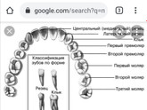 Как Считать Зубы По Номерам Фото