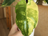 Хобби 🌿
