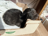 Наш котёнок ?