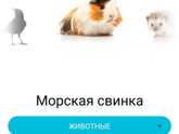 17 недель