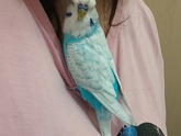 Шелби 💙