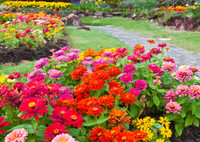 Райский сад: 15 самых красивых и популярных садовых цветов