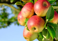 Польза яблок для организма, возможный вред и многообразие сортов
