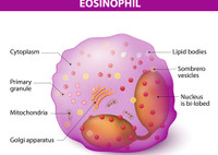 Повышенные эозинофилы у ребенка в крови - что это значит